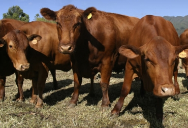 Los estudios han encontrado que el angus rojo tiene una mayor tolerancia al calor y a los insectos gracias al color de su pelaje, por lo cual pueden ser más productivos. Foto: Fedegán FNG Angus colorado, Angus rojo, características del angus rojo, angus rojo tolerancia al calor, raza bovina angus rojo, angus rojo precio, angus rojo venta, diferencia entre angus rojo y negro, brangus rojo, angus rojo origen, ganado angus precio, ganado bovino, ganadería bovina, carne, leche, ganaderos, ganaderos colombia, ganado, vacas, vacas Colombia, bovinos, Ganadería, ganadería colombia, noticias ganaderas, noticias ganaderas colombia, CONtexto ganadero, contextoganadero