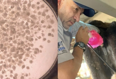 El experto explica que la aspiración folicular se puede realizar en animales gestantes dependiendo de la edad, raza, entre otros elementos. Foto: bovinosvirtual.com Ganadería, ganadería colombia, noticias ganaderas, noticias ganaderas colombia, CONtexto ganadero, biotecnología, biotecnología reproductiva en Colombia, embriones, para qué hacer embriones, mejoramiento genético, in vitro, aspiración folicular, ventajas aspiración folicular, bondades de la aspiración folicular