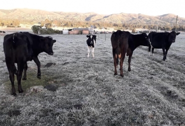 La investigación demuestra que las bajas temperaturas no afecta la calidad de la leche pero sí los niveles de producción en algunos animales. Foto: Gobernación de Nariño Ganadería, ganadería colombia, noticias ganaderas, noticias ganaderas colombia, CONtexto ganadero, vacas lecheras, producción de vacas lecheras, vacas holstein, vacas Holstein en Nariño, efectos de bajas temperaturas en calidad de la leche, efectos de bajas temperaturas en productividad lechera