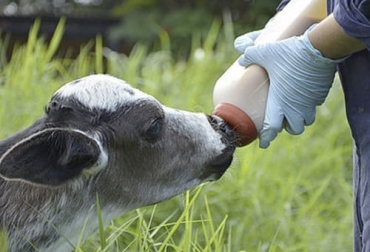Conocer estos factores para una buena transferencia de inmunidad pasiva contribuye a un mejor desarrollo del ternero. Foto: agriculturayganaderia.com Inmunidad pasiva ternero, transferencia de inmunidad pasiva, inmunidad del ternero, inmunidad cría bovina, consumo calostro, calostro, transferencia pasiva, inmunidad pasiva, ganado bovino, ganadería bovina, ganaderos, ganaderos colombia, ganado, vacas, vacas Colombia, bovinos, Ganadería, ganadería colombia, noticias ganaderas, noticias ganaderas colombia, CONtexto ganadero, contextoganadero
