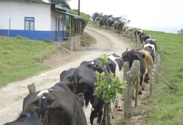 Crear caminos para que las vacas se desplacen dentro de la finca es un beneficio que se retribuye con mayor rentabilidad al evitar problemas como las cojeras. Foto: autopistaexito.wixsite.com caminos, finca, vacas, salud, podal, pezuñas, cojeras, Producción lechera, Inversión, Bienestar Animal, medidas preventivas, invierno, terrenos resquebrajados, desplazamiento, concreto, cemento, pastoreo, carne, rotación de potreros, forraje, uso racional, alimentación, ordeño, cercas, Ganadería, ganadería colombia, noticias ganaderas colombia, CONtexto ganadero