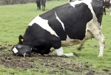 El caso clásico de EEB se presenta cuando la vaca consume alimentos contaminados, en tanto que uno atípico es cuando aparece espontáneamente en lugares donde la ocurrencia de casos es muy baja. Foto: news.agrofy.com.ar Vaca loca clásica atípica, enfermedad de la vaca loca en humanos, enfermedad de la vaca loca, como se contagia, enfermedad de las vacas locas consecuencias, enfermedad de las vacas locas historia, encefalopatía espongiforme bovina, ganado bovino, ganadería bovina, carne, leche, ganaderos, ganaderos colombia, ganado, vacas, vacas Colombia, bovinos, Ganadería, ganadería colombia, noticias ganaderas, noticias ganaderas colombia, CONtexto ganadero, contextoganadero