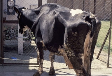 La paratuberculosis tiene una etapa de infección silecionsa que pudede durar muchos años conviviendo en el animal. Foto: agronewscastillayleon.com ganadería, ganadería colombia, noticias ganaderas, noticias ganaderas colombia, contexto ganadero, producción ganadera, producción ganadera sostenible, paratuberculosis, etapas de la paratuberculos, paratuberculosis subclínica, paratuberculosis clínica