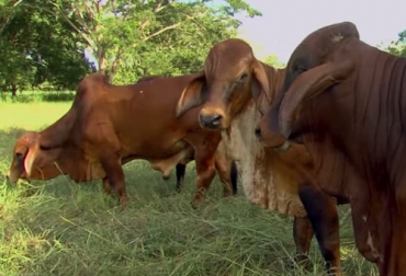 El experto asegura que para tener mayor productividad hay que trabajar en factores como la nutrición, eficiencia de carga, biotecnología y sanidad. Foto: Captura de pantalla del video youtube.com/watch?v=OaxgPAYaBpE del canal de youtube TvAgro Ganadería, ganadería colombia, noticias ganaderas, noticias ganaderas colombia, CONtexto ganadero, producción ganadera, Productividad ganadera, aumentar la productividad ganadera, calidad de productos, mercado internacional ganadero, mercado nacional ganadero, nutrición, planes sanitarios, programas de biotecnología, capacidad de carga