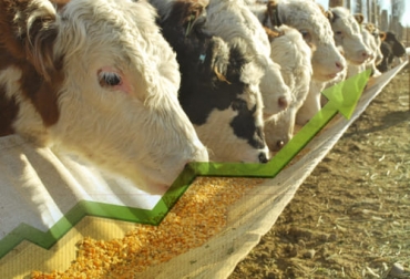 El experto indica que los precios de las materias primas están al alza. El maíz ha subido cerca del 72 % en los últimos ocho meses. Foto: actualidadganadera.com Ganadería, ganadería colombia, noticias ganaderas, noticias ganaderas colombia, CONtexto ganadero, producción ganadera, producción ganadera sostenible, sello ambiental ganadero colombia, exportaciones de ganado colombiano, precio de ganado en Colombia, impacto costos de insumos, alza en precios de insumos, alza en precios del maíz, alza en precios de sales minerales