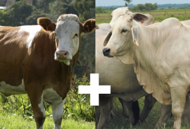 Con vacas cruzadas de simmental x cebú se pueden mejorar índices reproductivos y obtener un menor intervalo entre partos o menos días abiertos. Foto: Fedegán FNG Simmental x cebú, Simmental, brahman, cebú, cruces, carne, leche, doble propósito, vacas, toros, transferencia de embriones, trabajo genético, rendimientos, destete, Terneros, ganancia de peso, adaptabilidad, longevidad, ganado bovino, ganadería bovina, ganaderos, ganaderos colombia, ganado, vacas Colombia, bovinos, Ganadería, ganadería colombia, noticias ganaderas, noticias ganaderas colombia, CONtexto ganadero, contextoganadero