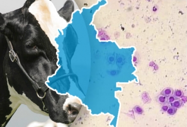 Según lo estudiado por la experta, la prevalencia de endometritis en el país es alta. Foto: iracbiogen.com.ar - Fedegán Ganadería, ganadería colombia, noticias ganaderas, noticias ganaderas colombia, CONtexto ganadero, parto de la vaca, gestación de la vaca, periodo de puerperio, puerperio de la vaca, metritis, metritis subclínica, Endometritis bovina, endometritis subclínica, factores que predisponen la endometritis, higiene del parto, prevalencia endometritis