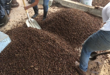 Este ensilaje debe ser incorporado en la dieta de los rumiantes como reemplazo del alimento balanceado comercial, especialmente para los bovinos productores de leche. Foto: iica.int Ganadería, ganadería colombia, noticias ganaderas, noticias ganaderas colombia, CONtexto ganadero, Café, subproductos del café, pulpa de café, pulpa de café para bovinos, ensilaje de café, ensilaje de café para bovinos