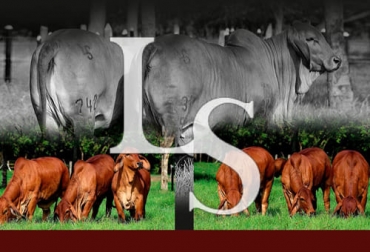 Gracias a un trabajo que se viene haciendo desde hace cerca de 40 años, la ganadería El Caney recibió el reconocimiento como mejor expositor y criador de brahman rojo, en la pasada feria Expecebú. Foto: Cortesía El Caney, Brahman Rojo, Feria, Expocebú, Asocebú, expositor, criador, mejoramiento genético, toros, vacas, programaciones, Bienestar Animal, ganado comercial, El Palmar, La Dorada, Santafe de Antioquia, cruzamiento, animales élite, embriones, transferencia, fertilización in Vitro, biotecnología reproductiva, sostenibilidad, Medio Ambiente, productividad, rentabilidad, exportaciones, semen, clonación, ICA, Ganadería, ganadería colombia, noticias ganaderas colombia, CONtexto ganadero