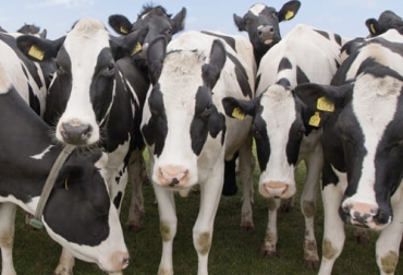 Emplear diferentes métodos para tener un diagnóstico de gestación temprana contribuye a reducir las pérdidas y a mejorar en competitividad. Foto: ganaderia.com diagnóstico, gestación temprana, Reproducción Bovina, lactaciones, curvas de producción, manejo nutricional, confort, salud, Genética, vaca, ciclo productivo, producción eficiente, rentabilidad, fertilidad, ovocitos, semen, toro, Inseminación, sistema reproductivo, endocrinológico, hormonas, patógenos invasores, útero, cuernos uterinos, ovarios, agente infeccioso, tasa de preñez al primer servicio, producción de leche, Ganadería, ganadería colombia, noticias ganaderas colombia, CONtexto ganadero