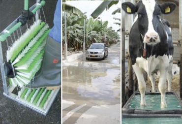 Jiménez menciona que un buen estado sanitario resulta esencial para el bienestar y el rendimiento de los animales. Foto: infortamboandina.co Ganadería, ganadería colombia, noticias ganaderas, noticias ganaderas colombia, CONtexto ganadero, control de parásitos, parásitos, glándula mamaria, enfermedades infecciosas, plan sanitario, creación de plan sanitario, salud del hato, sanidad, importancia de la sanidad en el hato