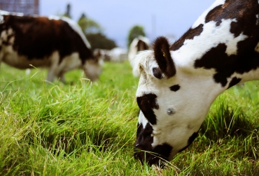 En una segunda fase de este proyecto, estudiantes capacitarán en inseminación artificial bovina a 100 productores de Nariño. Foto: Unimedios. Ganadería, ganadería colombia, noticias ganaderas, noticias ganaderas colombia, CONtexto ganadero, inseminación artificial, inseminacion artificial en bovinos en colombia, que es inseminacion artificial en bovinos, instrumentos de inseminacion artificial, inseminacion artificial en bovinos precios, manual de inseminacion artificial, inseminacion artificial ganaderia, registro de inseminacion artificial en bovinos, materiales para inseminacion artificial en bovinos
