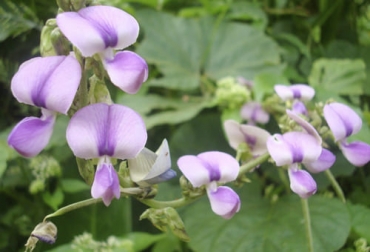 Kudzu tropical se adapta a climas cálidos y se desarrolla en suelos pesados. Foto: agroactivocol.com Ganadería, ganadería colombia, noticias ganaderas, noticias ganaderas colombia, CONtexto ganadero, Guandul, zapatico de reina, campanita, Kudzú tropical, alfalfa, pega pega, bejuco de chivo, calopo, leguminosas para clima medio cálido