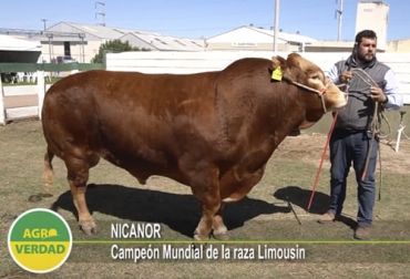 Este toro estuvo participando en 2020 en el Champio of the World, por lo que fue premiado como el mejor toro de la raza limousin a nivel mundial. Foto: Ganadería, ganadería colombia, noticias ganaderas, noticias ganaderas colombia, CONtexto ganadero, toro Lomousin, Meor toro limousin del mundo en argentina, Nicanor mejor toro limousin, toro limousin en argentina
