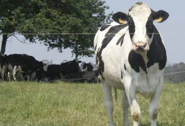 Una vez se resuelven aspectos claves como nutrición y salud, se puede iniciar este procedimiento de 10 pasos que mejoran la reproductividad del hato. Foto: elproductor.com Desempeño reproductivo del ganado, reproductividad del ganado, reproducción ganado, mejorar reproducción del ganado, reproducción ganado bovino, reproducción vacas, reproducción toros, ganado bovino, ganadería bovina, carne, leche, ganaderos, ganaderos colombia, ganado, vacas, vacas Colombia, bovinos, Ganadería, ganadería colombia, noticias ganaderas, noticias ganaderas colombia, CONtexto ganadero, contextoganadero
