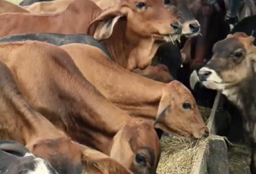 Para zonas de trópico bajo, como es el caso de Sucre, los cruces son la mejor opción para una buena producción lechera. Foto: Captura de pantalla del video youtube.com/watch?v=xqX14mVi0QE del canal de youtube La finca de hoy Sabana sucreña, altas temperaturas, humedad relativa, calor, mejoramiento genético, cruzamientos, razas europeas, índicas, animales rústicos, características fenotípicas, San Pablo, Corozal, Sucre, ordeño, Terneros, reproductores, Gyr, holstein, pardo suizo, brahman, brahmolando, jersey, Guzerat, productividad, cualidades reproductivas, días abiertos, cría, estrés, Ganadería, ganadería colombia, noticias ganaderas colombia, CONtexto ganadero