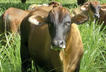 Agrosavia entregó una serie de recomendaciones para desarrollar un modelo productivo sostenible que permita ser rentable y competitivo. Foto: editorial.agrosavia.co Sistema intensivo, producción de carne, calidad, producción orgánica, ecológica, com¬ponentes ambientales, sociales, Bienestar Animal, economía, pilares, Agrosavia, Caribe húmedo, producción sostenible, cebú, Criollos, cruces, Genética, valor productivo, Romosinuano, herbicidas, insecticidas, ivermectina, fertilizantes químicos, pastoreo, pasturas, gases de efecto invernadero, árboles, arbustos, arvenses, suplementación, Ganadería, ganadería colombia, noticias ganaderas colombia, CONtexto ganadero