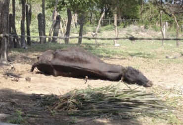 En Casanare hay preocupación por los focos que se han presentado de rabia bovina, en particular en sitios donde hace casi nueve años no se presentaba ninguno. Foto: elheraldo.co Rabia bovina, Casanare, focos, Támara, Tauramena, vampiros hematófagos, ICA, Secretaría de Salud, ganaderos, vacunación, aftosa, mascotas, perros, gatos, zoonosis, pérdidas económicas, contagio, colonias, vigilancia activa, captura, mallas antiniebla, redes, incidencia, sintomatología, Secretaría de Salud, ganadería, ganadería Colombia, noticias ganaderas Colombia, contexto ganadero