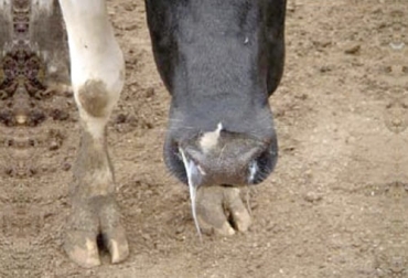 La neumonía en bovinos es causada por distintos agentes pero es la enfermedad más común tanto en ganado de carne como de leche. Foto: infocampo.com.ar Neumonía en bovinos, neumonía bovina, neumonía ganado, neumonía ganado bovino Colombia, neumonía vacas, Complejo Respiratorio Bovino, casos de neumonía en ganado vacuno en Colombia, neumonía vacunos, ganado bovino, ganadería bovina, carne, leche, ganaderos, ganaderos colombia, ganado, vacas, vacas Colombia, bovinos, Ganadería, ganadería colombia, noticias ganaderas, noticias ganaderas colombia, CONtexto ganadero, contextoganadero