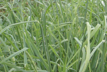 Este pasto se usa principalmente para pastoreo de rotación, ya que no persiste bien con el pastoreo intenso. Foto: saenzfety.com Ganadería, ganadería colombia, noticias ganaderas, noticias ganaderas colombia, CONtexto ganadero, Pasto Azul orchoro, siembra pasto azul orchoro, manejo pasto azul orchoro, fertilización del pasto azul orchoro, riego del pasto azul orchoro, control de malezas pasto azul orchoro, usos del pasto azul orchoro