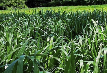 Tras las pruebas realizadas con el mulato II en los Llanos Orientales de Colombia, se comprobó su alta tolerancia a la sequía, su adaptación a suelos ácidos y su calidad nutricional para producir más carne y leche. Foto: grupopapalotla.com pasto Mulato II, forrajes híbridos, forrajes que contribuyen a mitigar el cambio climático, propiedades pasto Mulato II, propiedades nutricionales Mulato II, formas de suministrar el pasto Mulato II al ganado, ventajas del Mulato II, problemas del Mulato II, parámetros productivos del Mulato II, ganado bovino, ganadería bovina, carne, leche, ganaderos, ganaderos colombia, ganado, vacas, vacas Colombia, bovinos, Ganadería, ganadería colombia, noticias ganaderas, noticias ganaderas colombia, CONtexto ganadero