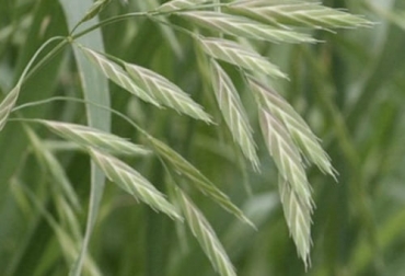 La siembra de este pasto puede realizarse al voleo o en surcos, por lo que se recomienda realizar una buena preparación del suelo. Foto: infopastosyforrajes.com Ganadería, ganadería colombia, noticias ganaderas, noticias ganaderas colombia, CONtexto ganadero, pasto rescate o triguilo, siembra pasto rescate o triguillo, manejo pasto rescate o triguillo, fertilización del pasto rescate o triguillo, riego del pasto rescate o triguillo