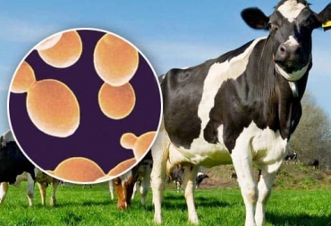 Para el experto es importante mirar el origen del probiótico porque lo ideal es que sean de la misma especie. Foto: nutricionanimal.info Ganadería, ganadería colombia, noticias ganaderas, noticias ganaderas colombia, CONtexto ganadero, producción ganadera, Productividad ganadera, probióticos, bondades de los probióticos, probióticos para bovinos, probióticos exitosos para los bovinos