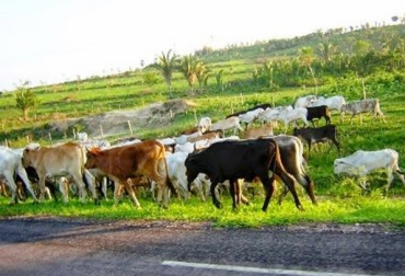 A corte del 31 de julio, se han instaurado más de 1.147 denuncias a nivel nacional. Foto: reyquibolivia.blogspot.com Ganadería, ganadería colombia, noticias ganaderas, noticias ganaderas colombia, CONtexto ganadero