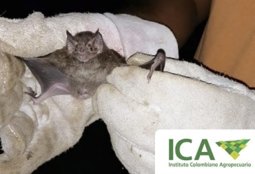 La vacunación contra rabia de origen silvestre es responsabilidad del dueño de los animales. Foto: ICA. Ganadería, ganadería colombia, noticias ganaderas, noticias ganaderas colombia, CONtexto ganadero, Rabia, Rabia bovina, como se contagia la rabia bovina, murcielago que contagia la rabia, que murcielago contagia la rabia, acciones contra la rabia silvestre en colombia, rabia silvestre en colombia, ICA, ica colombia, ica contra la rabia, acciones ica rabia
