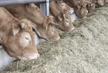 El sistema de TMR se puede aplicar en ganaderías de clima cálido adaptándolo a las necesidades de la finca. Foto: trioliet.es Tipos de TMR, tipos de mezclado, Ración Total Mezclada, Mixed Total Ration, dieta total mezclada, TMR, ventajas del sistema de TMR, ración totalmente mezclada, Planificar demanda de comida, disponer de alimentos sostenibles, cómo implementar TMR, ganado bovino, ganadería bovina, carne, leche, ganaderos, ganaderos colombia, ganado, vacas, vacas Colombia, bovinos, Ganadería, ganadería colombia, noticias ganaderas, noticias ganaderas colombia, CONtexto ganadero, contextoganadero