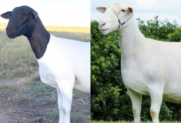 La raza ovina dorper tiene dos variedades: los ejemplares dorper son blancos con cabeza y cuello negros, en tanto que el white dorper es totalmente blanco. Foto: elabcrural.com - criaderobuenavista.com Dorper, White dorper, ventajas raza ovina dorper, raza ovina dorper en Colombia, dorper Colombia, dorper ganado ovino, características dorper, características White dorper, ovinos dorper, dorper precio, raza dorper caracteristicas productivas, dorper color, ganado bovino, ganadería bovina, carne, leche, ganaderos, ganaderos colombia, ganado, vacas, vacas Colombia, bovinos, Ganadería, ganadería colombia, noticias ganaderas, noticias ganaderas colombia, CONtexto ganadero, contextoganadero