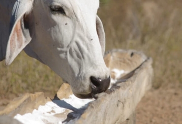 Las sales mineralizadas son un complemento básico en la alimentación del ganado y contribuyen a su etapa productiva. Foto: agro83.com.py sales mineralizadas, resultados reproductivos, animales, ganancia de peso, Producción, natalidad, vaca, producción de leche, cobre, selenio, zinc, cobalto, Inmunidad, cojera, mastitis, pelajes, bovinos, nutrición, Forrajes, Praderas, Agua, Alimentos, pastos, concentrados, vía inyectable, suplementos, pre mezclas, suplementación, biodisponibilidad, Ganadería, ganadería colombia, noticias ganaderas colombia, CONtexto ganadero