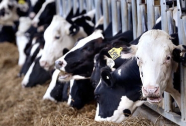 De acuerdo al experto, existen muchos materiales que pueden ser usados para suplementación y que brindan mucha proteína para los animales. Foto: zoovetesmipasion.com Ganadería, ganadería colombia, noticias ganaderas, noticias ganaderas colombia, CONtexto ganadero, establecimiento pasturas, pasturas, tipos de pasturas, pastos, calidad nutricional de los pastos, calidad composicional de los pastos, calidad de los pastos, agricultor que ganadero, agricultor, agricultor que ganadero en colombia, ensilaje, ensilaje de maíz, ensilaje de mombasa, alfalfa