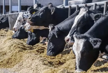 La aplicación de la TMR tiene grandes ventajas como un mayor control de la alimentación y mejor producción, pero también tiene varias exigencias para su implementación. Foto: nutricionanimal.info Ración Total Mezclada, Mixed Total Ration, dieta total mezclada, TMR, ventajas del sistema de TMR, ración totalmente mezclada, Planificar demanda de comida, disponer de alimentos sostenibles, cómo implementar TMR, ganado bovino, ganadería bovina, carne, leche, ganaderos, ganaderos colombia, ganado, vacas, vacas Colombia, bovinos, Ganadería, ganadería colombia, noticias ganaderas, noticias ganaderas colombia, CONtexto ganadero, contextoganadero