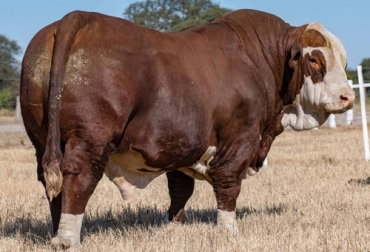 El toro de raza Braford ha sido un récord en Argentina, nunca antes se había tenido una venta tan alta por un animal de esta especie. Foto@santiagodebernardi Ganadería, ganadería colombia, noticias ganaderas, noticias ganaderas colombia, CONtexto ganadero, toro braford, subasta de toro braford en argentina, recordó de venta en toro braford en argentina, pay ubre