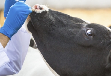 Un trabajo desarrollado por investigadores españoles mostró las bondades la vacunación oral para casos de animales afectados por la paratuberculosis bovina. Foto: senasa.go.cr Vacunación oral, paratuberculosis, neutrófilos, Neiker, control, enfermedad, costo, efectos beneficiosos, patologías, Inmunidad, interferencia, diagnóstico, bacteria intracelular, granulomas, intestino, íleon, válvula ileocecal, pérdidas económicas, sacrificio, Ganadería, ganadería colombia, noticias ganaderas colombia, CONtexto ganadero
