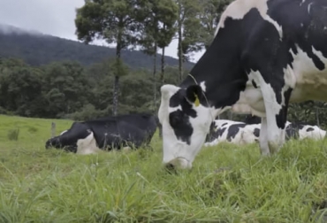 El profesional menciona que la alimentación animal no es un gasto, sino que debe ser pensada como una inversión que le dará mayor productividad a la empresa ganadera. Foto: Fedegán FNG ganadería, ganadería colombia, noticias ganaderas, noticias ganaderas colombia, contexto ganadero, alimentacion bovina, alimentacion animal, alimentacion para bovinos, ganadero y agricultor, primero agricultor que ganadero, rentabilidad ganadera, productividad ganadera, pasturas, pasturas para bovinos, alimentacion basada en pasturas para bovinos