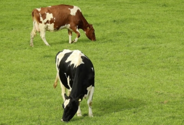 Los biofertilizantes son un componente de la ganadería sostenible en la medida en que ayuda a conservar el medio ambiente y a cuidar los suelos. Foto: halconcolombia.com Biofertilizantes, producción ganadera, sostenibilidad, Agrosavia, biología, suelo, fertilizantes nitrogenados, Explotación petrolera, fertilizantes fosfóricos, mineral, mercados internacionales, Medio Ambiente, microorganismos, crecimiento vegetal, nutrientes, plantas, aire, Agua, úrea, emisiones, gases de efecto invernadero, óxido nitroso, calentamiento global, Costos de Producción, Ganadería, ganadería colombia, noticias ganaderas colombia, contexto ganaderobacterias, Hongos, CONtexto ganadero