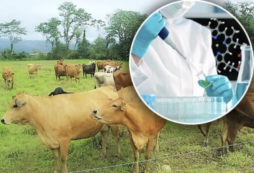 El experto menciona que para que los pequeños y medianos productores, es importante realizar inversión en biotecnología para ver mejores resultados. Foto: perulactea.com - centrobiotecnologia.cl Ganadería, ganadería colombia, noticias ganaderas, noticias ganaderas colombia, CONtexto ganadero, biotecnologia para pequeños productores, biotecnoligia para pequeños ganaderos, inseminación para pequeños ganaderos, inversión en biotecnologia para pequeños ganaderos
