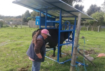 Los ganaderos de lechería de Chía cuenta ahora con unas casetas de ordeño que les facilita y les da bienestar durante su trabajo. Foto: Cortesía Casetas de ordeño, Chía, leche, vacas, pequeños productores, Bienestar Animal, Alcaldía, Dirección de Desarrollo Agropecuario y Empresarial, Asogachía, acompañamiento, extensión agropecuaria, Infraestructura, manejo de los animales, comodidad, ordeñadores, patín, ruedas, trampa de cabeza, comedero, depósito, botiquín, equipo de ordeño mecánico, personas adultas, precio de la leche, ingresos, calidad, inocuidad, producción de leche, Ganadería, ganadería colombia, noticias ganaderas colombia, CONtexto ganader