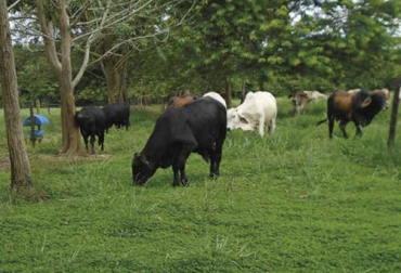Centauro es una leguminosa forrajera que por sus características se adapta a las condiciones de la Orinoquía para que los ganaderos tengan alimento para sus animales. Foto: editorial.agrosavia.co Centauro, humidicola, leguminosa forrajera, Agrosavia, investigación, evaluaciones agronómicas, pastoreo, adaptación, condiciones agroecológicas, Orinoquía, atributos sobresalientes, alimentación, Asociación, gramíneas, crecimiento postrado, regiones tropicales, suelos ácidos, fertilidad, franco-arenosa, franco-arcillosa, drenaje, tolerancia, plagas, enfermedades, palatabilidad, Ganadería, ganadería colombia, noticias ganaderas colombia, CONtexto ganadero