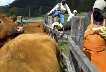 Mantener el hato sano, libre de enfermedades y brindando bienestar animal al ganado forman parte de la cultura sanitaria que todo ganadero debe tener. Foto: Fedegán FNG Cultura sanitaria, Manual Práctico Ganadero, sanidad animal, Salud Animal, reactiva, preventiva, hato, rentabilidad, productividad, Competitividad, manejo productivo, Bienestar Animal, enfermedad, zoonosis, Medio Ambiente, transformación, pastos, sales, suplementos, carne, leche, calidad, prevención, control, Brucelosis Bovina, Rabia, tuberculosis, autoridad sanitaria, ICA, inversiones, pasturas, Agua, movilización, Ganadería, ganadería colombia, noticias ganaderas colombia, CONtexto ganadero