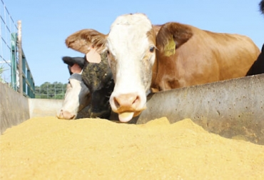 Las deficiencias de los nutrientes pueden causar problemas de fertilidad y productividad en los bovinos. Foto: amanecerrural.com.ar Ganadería, ganadería colombia, noticias ganaderas, noticias ganaderas colombia, CONtexto ganadero, nutrientes ganado bovino, cobalto para ganado bovino, deficiencia cobalto para bovinos, deficiencia cobre en bovinos, deficiencia fosforo, deficiencia manganeso, defiencia yodo deficiencia calcio