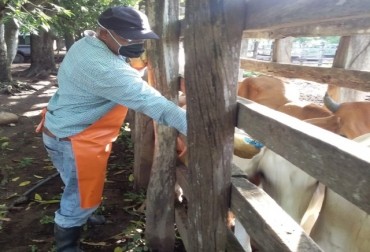 Vacunar a los bovinos y bufalinos contra la aftosa asegura el estatus sanitario del país. Foto: ICA. Ganadería, ganadería colombia, noticias ganaderas, noticias ganaderas colombia, CONtexto ganadero, vacuna aftosa colombia, precio vacuna aftosa 2021 colombia, como se desarrollo la ultima epidemia de fiebre aftosa en colombia, vacuna fiebre aftosa precio, ciclo de vacunacion aftosa 2021, vacuna fiebre aftosa en bovinos colombia, brote de aftosa en colombia, aftosa bovina en colombia, segundo ciclo de vacunación aftosa 2021, ica, ica colombia, fedegan, fng,