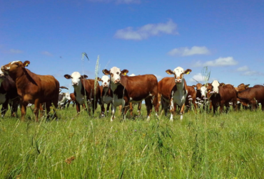 El manejo holístico es un marco para administrar la complejidad de los sistemas productivos basado en procesos biológicos. Foto: CREA. Ganadería, ganadería colombia, noticias ganaderas, noticias ganaderas colombia, CONtexto ganadero, ganaderia holistica pdf, 10 principios del manejo holístico, manejo holístico allan savory pdf, producción ganadera holística, que es el manejo holístico, agricultura holística, ganaderia holistica que es, que es la ganaderia holistica, que es la holistica, ventajas ganaderia holistica