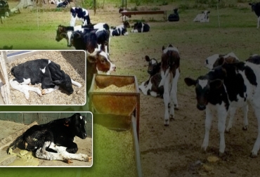 Existen muchas ocasiones en las que se está presentando diarrea neonatal bovina pero que por mal manejo no se hace evidente hasta que se presenta la baja del animal. Foto: facebook.com/Reproductores-y-Suministros - elabcrural.com - inia.uy Ganadería, ganadería colombia, noticias ganaderas, noticias ganaderas colombia, CONtexto ganadero, diarrea neonal bovina, causas de la diarrea neonatal bovina, prevención de la diarrea neonatal bovina, cuidados de la diarrea neonatal bovina, consecuencias de la diarre neonatal bovina