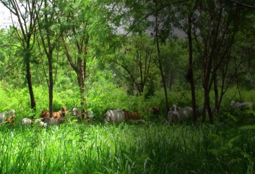El gremio cúpula de la ganadería colombiana sembrará un millón de especies arbóreas adicionales en el mediano plazo, es decir, hasta el año 2025. Foto: Fedegán Fedegán, Proyecto Ganadería Colombiana Sostenible, GCS, sistemas silvopastoriles intensivos, SSPi, producción lechera, transformación de fincas, 3.8 millones de árboles sembrados en SSPi, mitigación del cambio climático en Colombia, aumentar rentabilidad ganadera, productividad forrajera, carga animal, captura de carbono, evotranspiración, récord ambiental, vacas, vacas Colombia, lechería, bovinos, ganadería bovina, ganadería bovina Colombia, noticias ganaderas, noticias ganaderas Colombia, contextoganadero