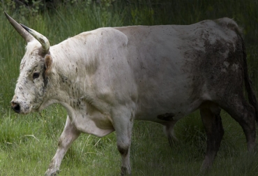 El momento del parto en esta raza salvaje es muy importante, por eso si la vaca presenta complicaciones no requiere intervención humana porque la manada puede matar al ternero. Foto: razasbovinasdecolombia.weebly.com ganadería, ganadería colombia, noticias ganaderas, noticias ganaderas colombia, contexto ganadero, bovinos salvajes, bovinos salvajes en el mundo, bovinos en vías de extinsión, bovinos Chillingham, origen de los bovinos Chillingham, caracteristicas de los bovinos Chillingham