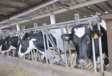 La inmunoterapia y vacunación son herramientas que se convierten en defensas naturales del bovino frente a las infecciones. Foto: infosalus.com Ganadería, ganadería colombia, noticias ganaderas, noticias ganaderas colombia, CONtexto ganadero, vacunación de bovinos, vacunacion en bovinos, inmunoterapia, inmunoterapia en bovinos, diferencia entre vacunacion e inmunoterapia en bovinos