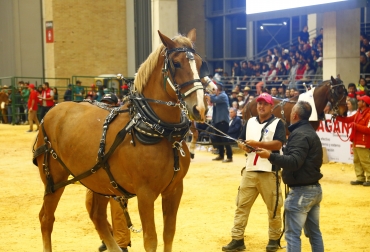 Durante todos los días de feria habrá juzgamientos equinos, bovinos, ovinos y caprinos. Foto: Cortesía. Ganadería, ganadería colombia, noticias ganaderas, noticias ganaderas colombia, CONtexto ganadero, agroexpo en colombia 2021, corferias agroexpo 2021, agroexpo que es, agroexpo 2021 programa, agroexpo 2021 colombia agroexpo 2021 fechas, agroexpo 2021 corferias, programacion agroexpo 2021, cuando es agroexpo 2021